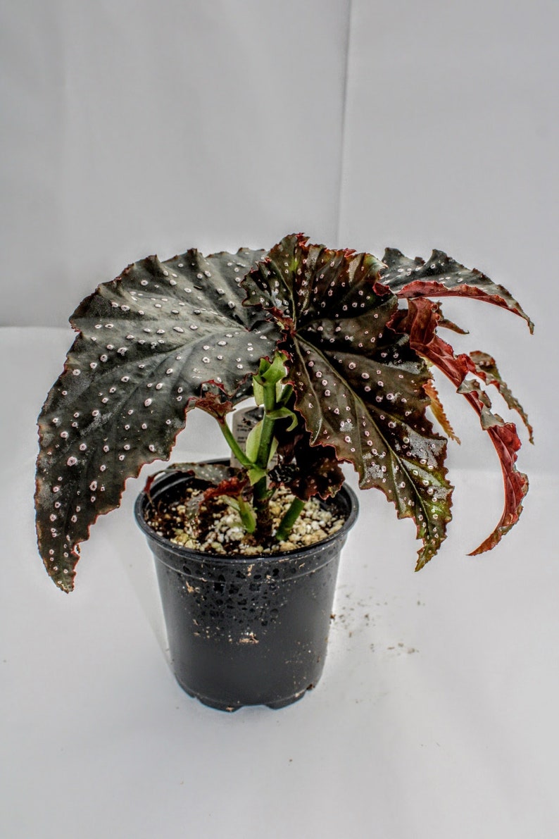 Angelwing Begonia 'Fannie Moser' 4"