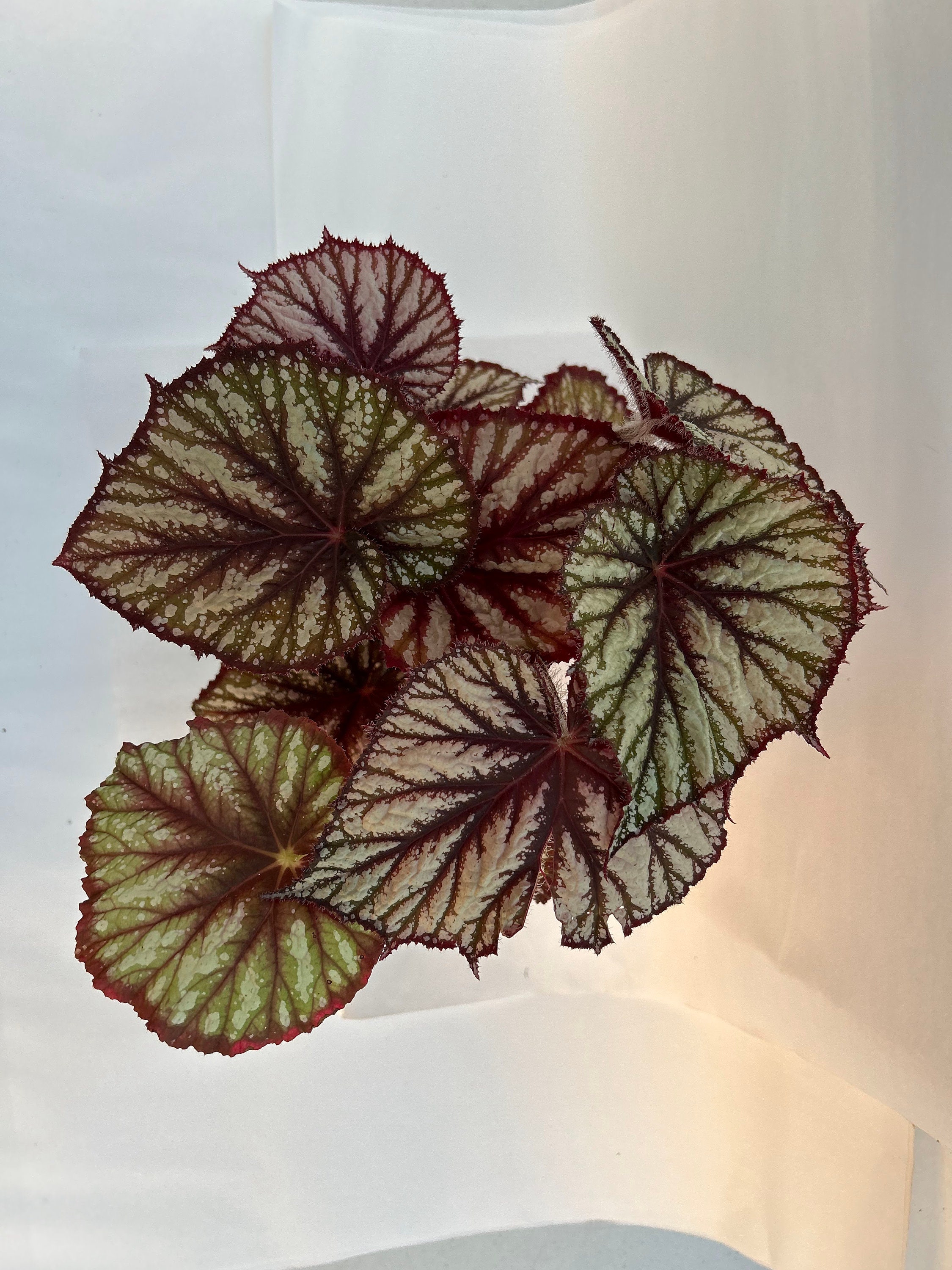90s Bio-Politics バイオポリティクス レザー バングル y2k Rex Begonia 'jurassic Megalo Reptile' - Etsy