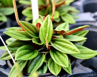 Peperomia 'Rosso'