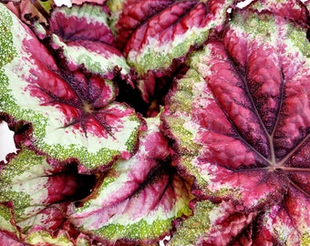 Jurassic™ Rex Begonia 'Strawberry Heart' - (formerly 'Watermelon Slice)