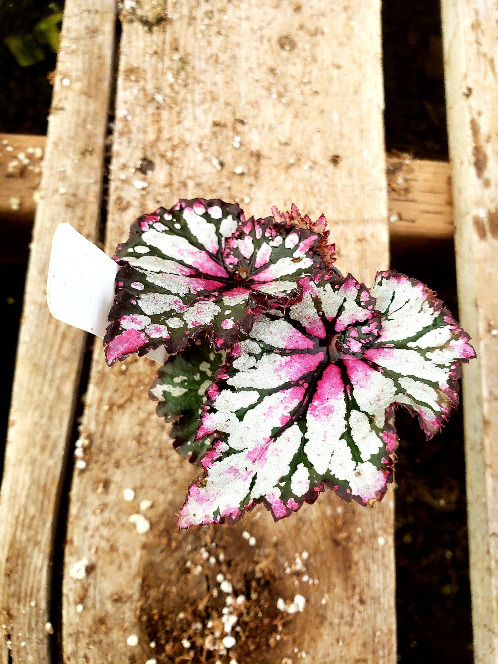 Jurassic Rex Begonia 'Pink Splash' Etsy