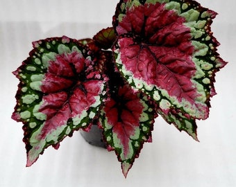 Rex Begonia 'Raspberry Splash' BFF Exclusive