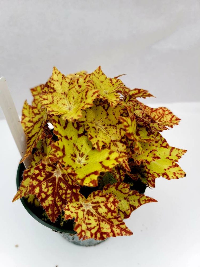 BearFootFarmsLLC Rhizomatous Begonia Starburst