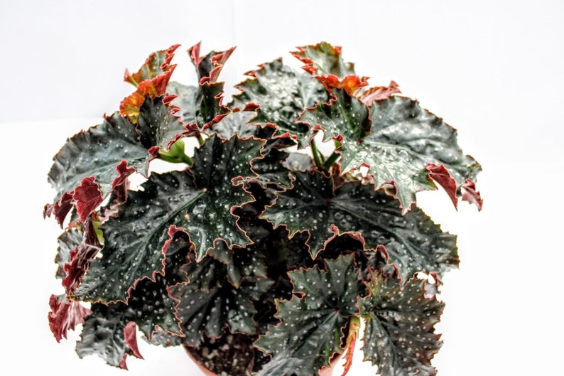 Angelwing Begonia 'Fannie Moser' image 1