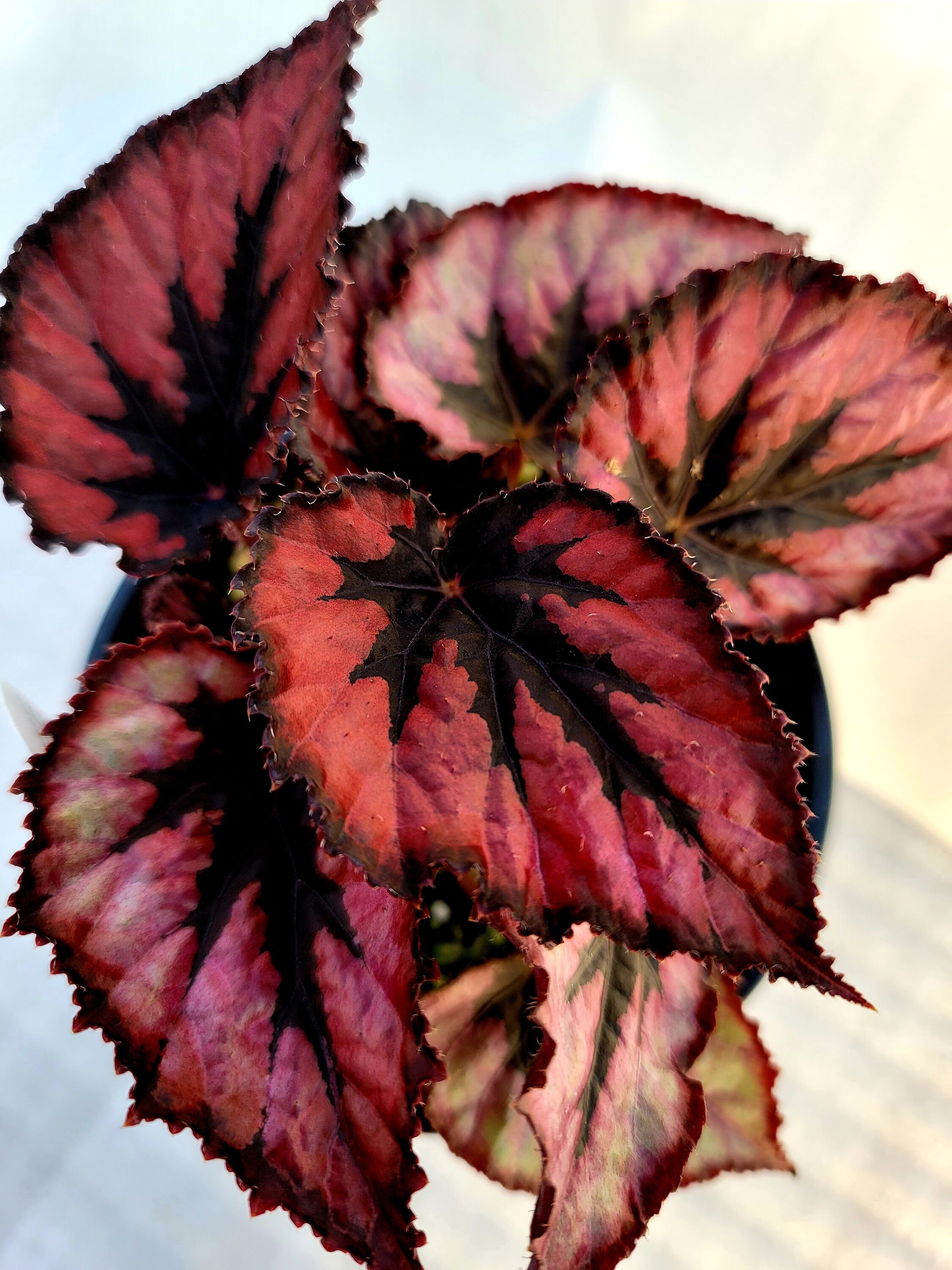 Jurassic™ Dino Rex Begonia ‘black Tie’ - Etsy UK