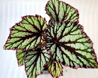 Rex Begonia 'Pinstripe' - BFF EXCLUSIVE