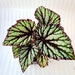 see more listings in the Rex Begonia section