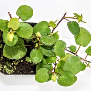 May include: A small green plant with round leaves growing in a black plastic pot. The plant has a trailing habit and is likely a type of vine.