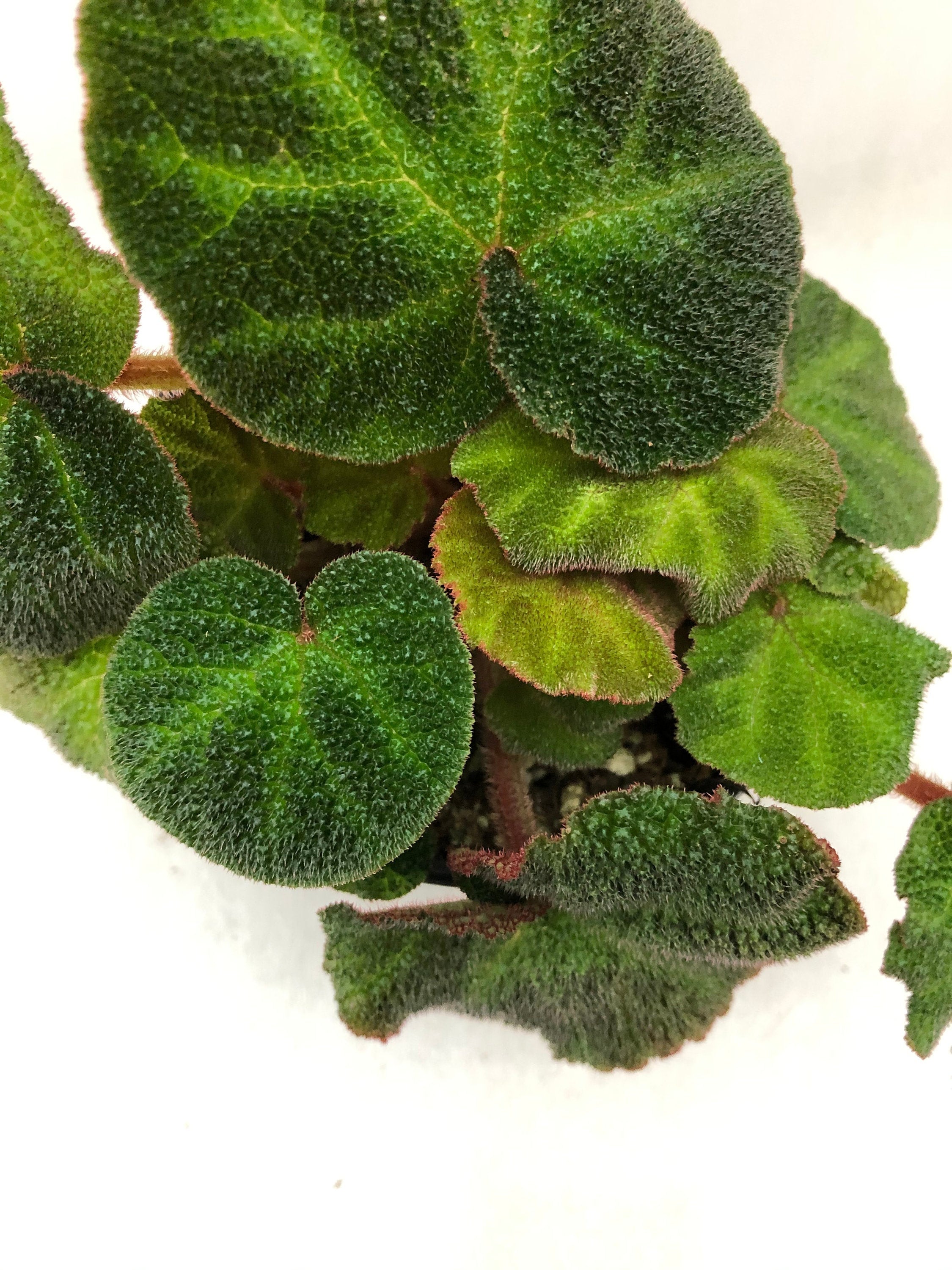 Rhizomatous Begonia 'soli Mutata' - Etsy New Zealand