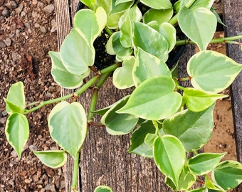 Peperomia 'Scandens Varigata'