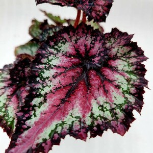 Rex Begonia 'Curly Carnival' - BFF Exclusive