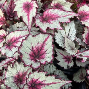 May include: Close-up of a begonia plant with large, textured leaves. The leaves are primarily white with vibrant pink veins and edges. The plant has a lush, full appearance, with multiple leaves overlapping.