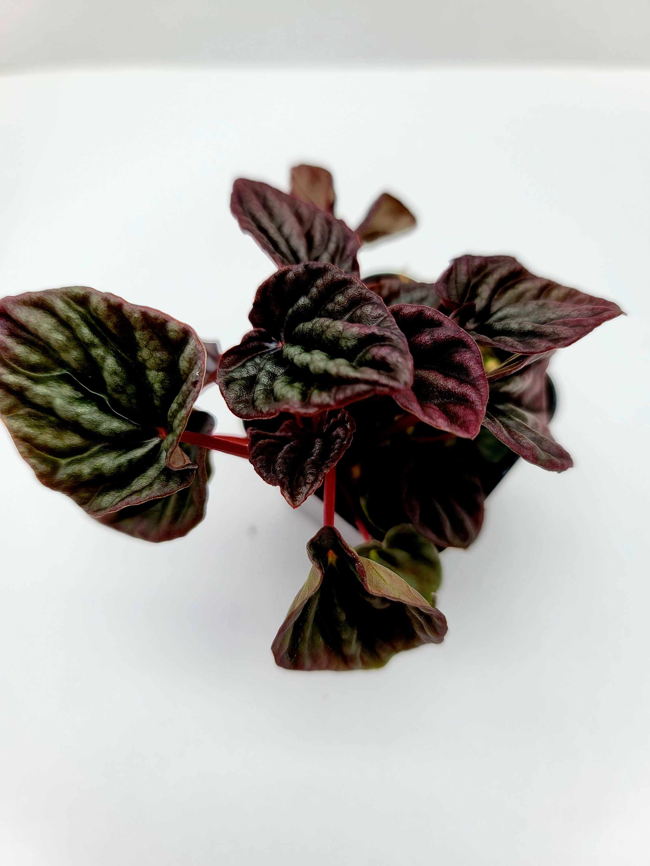 Ruby Rippie Peperomia 'ruby Ripple' - Etsy