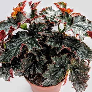 Angelwing Begonia 'Fannie Moser' image 4