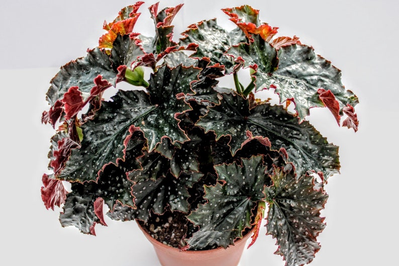 Angelwing Begonia 'Fannie Moser' image 4