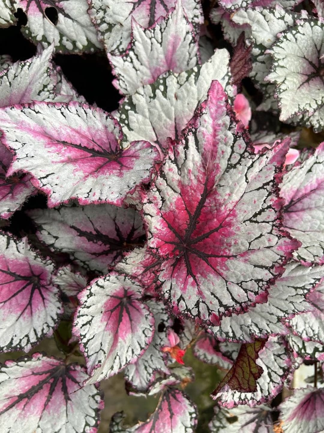 Jurassic™ Rex Begonia 'pink Splash' - Etsy Canada