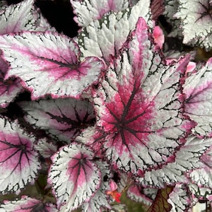 Jurassic™ Rex Begonia 'Pink Splash'