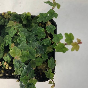 May include: A top-down view of a small potted plant with vibrant green leaves. The plant has small, heart-shaped leaves and is in a black plastic pot. The leaves have a slightly textured surface and are a mix of light and dark green.