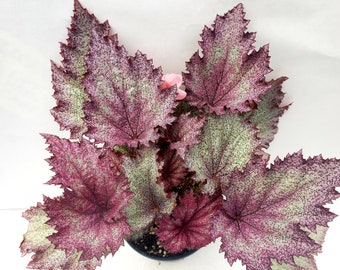 Jurassic Junior™ Rex Begonia 'Purple Spec'(formerly Ideal Glitter)