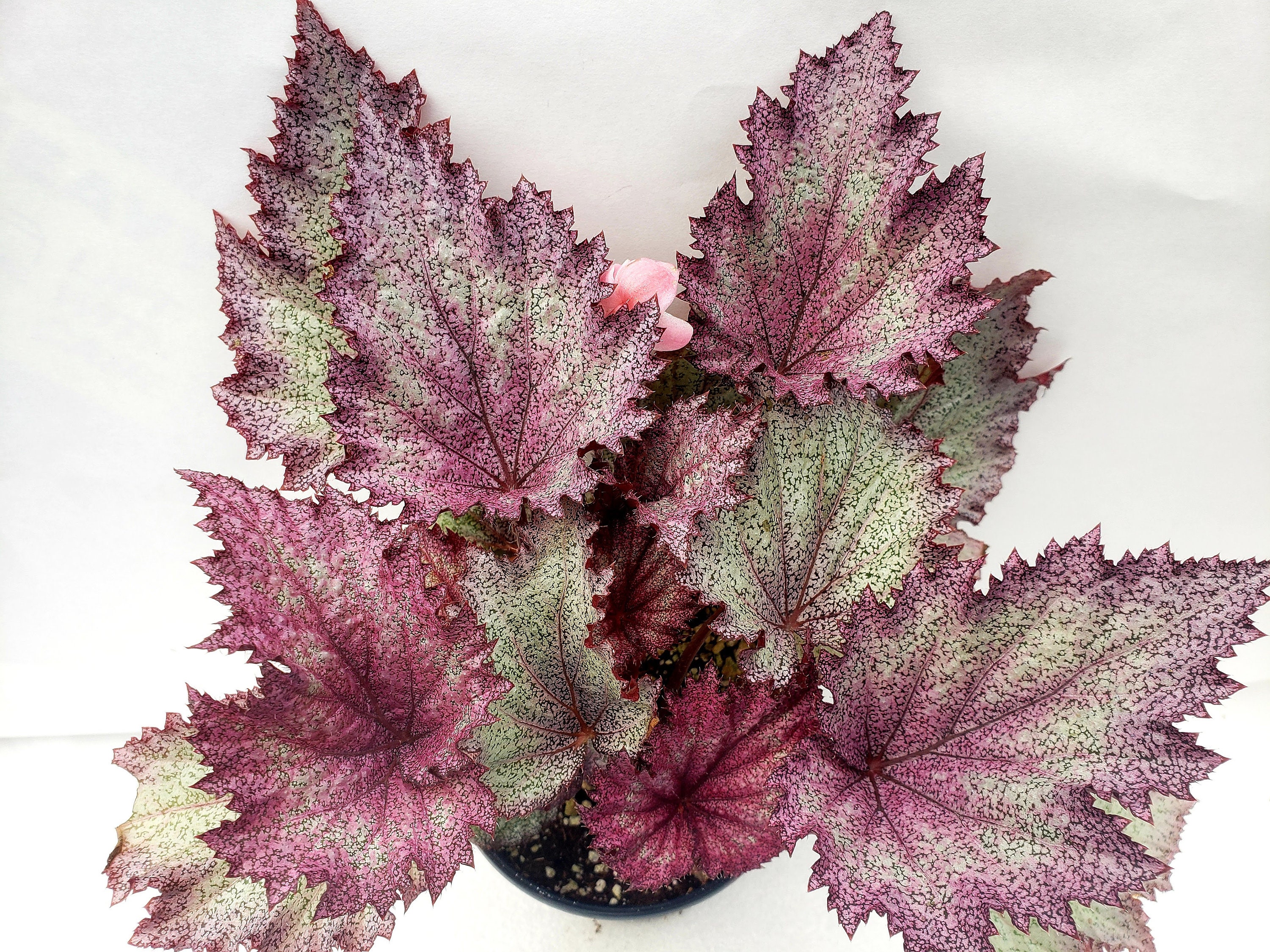 Rex Begonia 'Ideal Glitter'