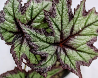 Begonia 'Connee Boswell'