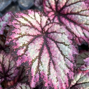 Rex Begonia 'Royal Merlot' image 3