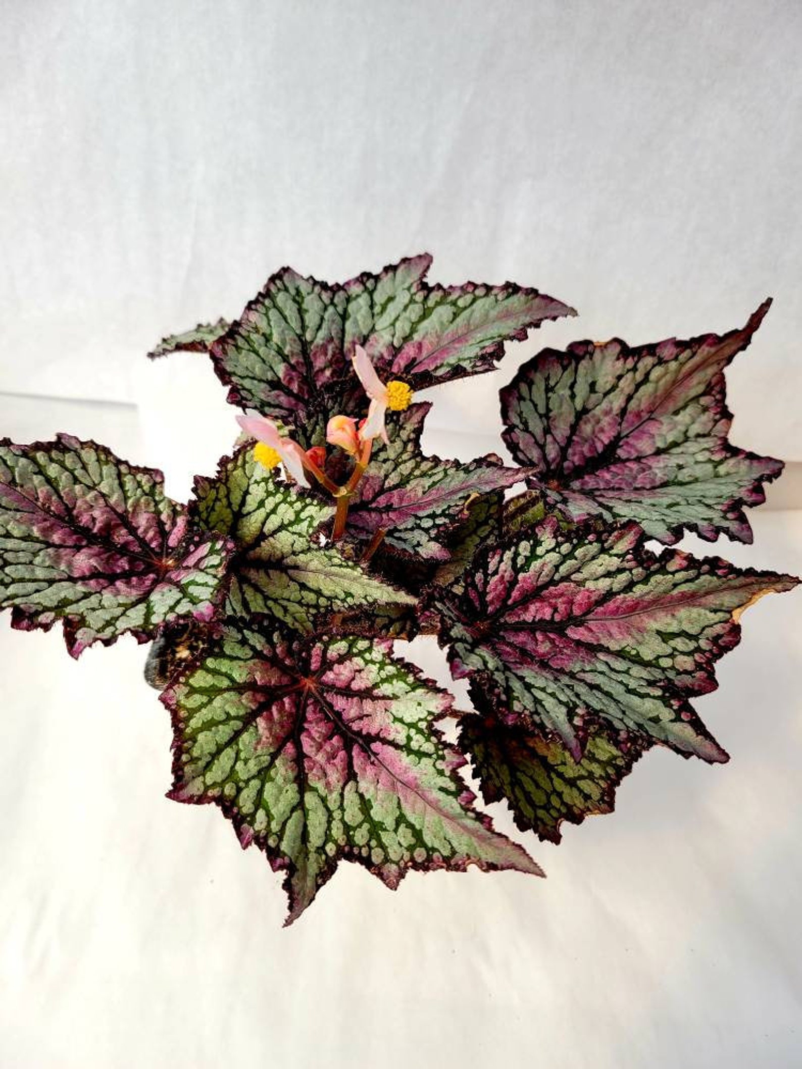 Jurassic™ Rex Begonia ‘green Streak’ - Etsy