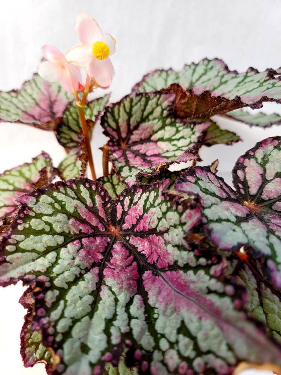 Jurassic™ Rex Begonia ‘green Streak’ - Etsy