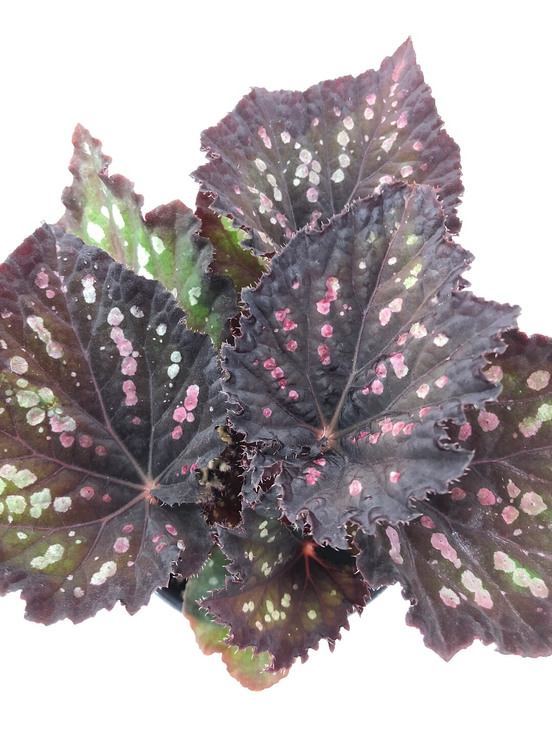 Jurassic™ Dino Rex Begonia ‘black Sky’ Previously ‘ideal Constellation