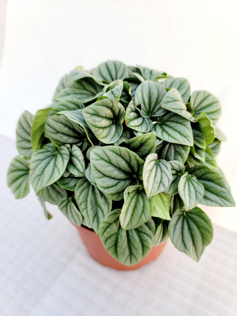 BearFootFarmsLLC Peperomia Frost - Thumbnail 5