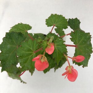 Begonia 'Max Welton' image 5