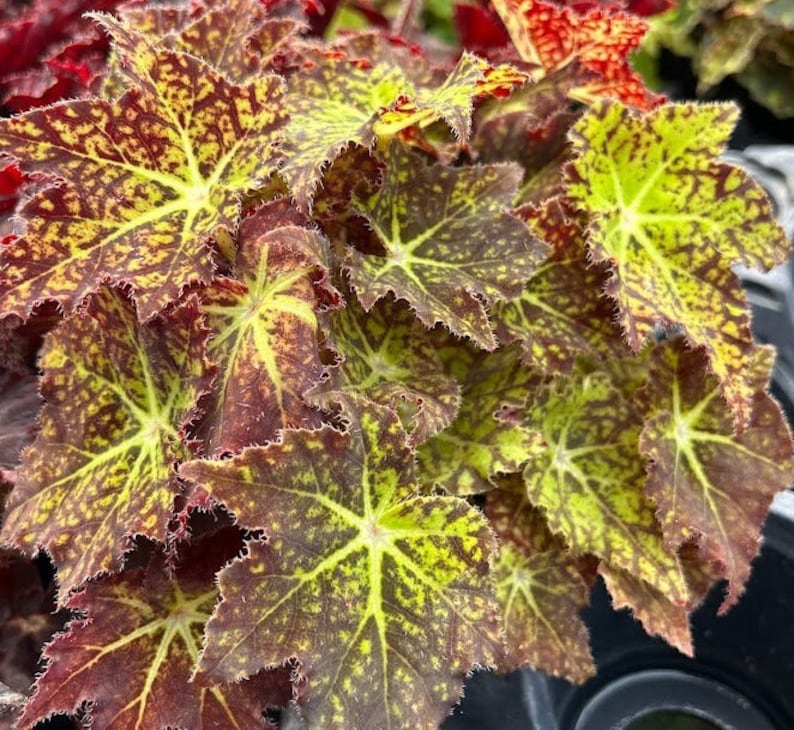 BearFootFarmsLLC Rhizomatous Begonia Starburst - Thumbnail 2