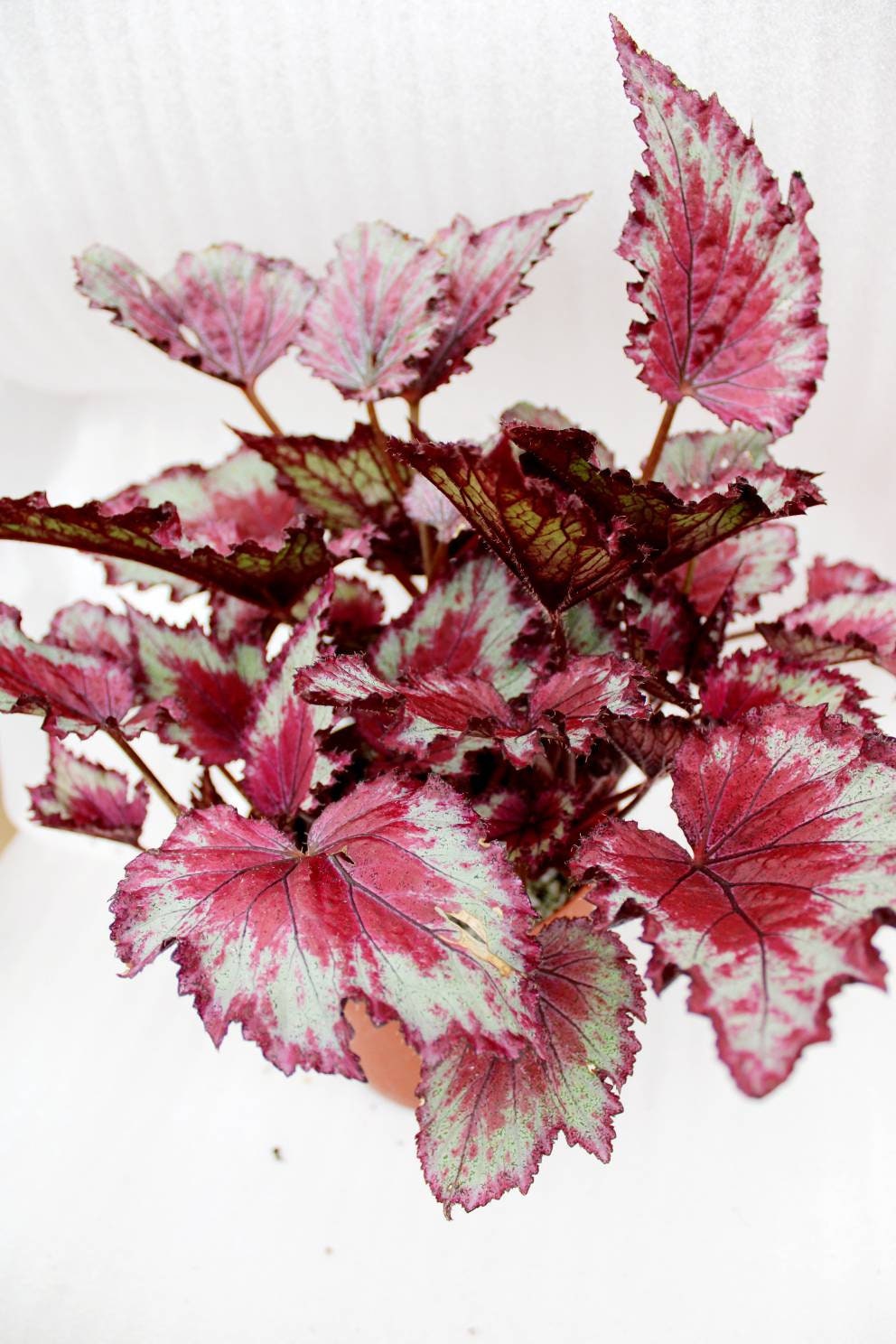 Jurassic™ Rex Begonia ‘red Splash’ - Etsy
