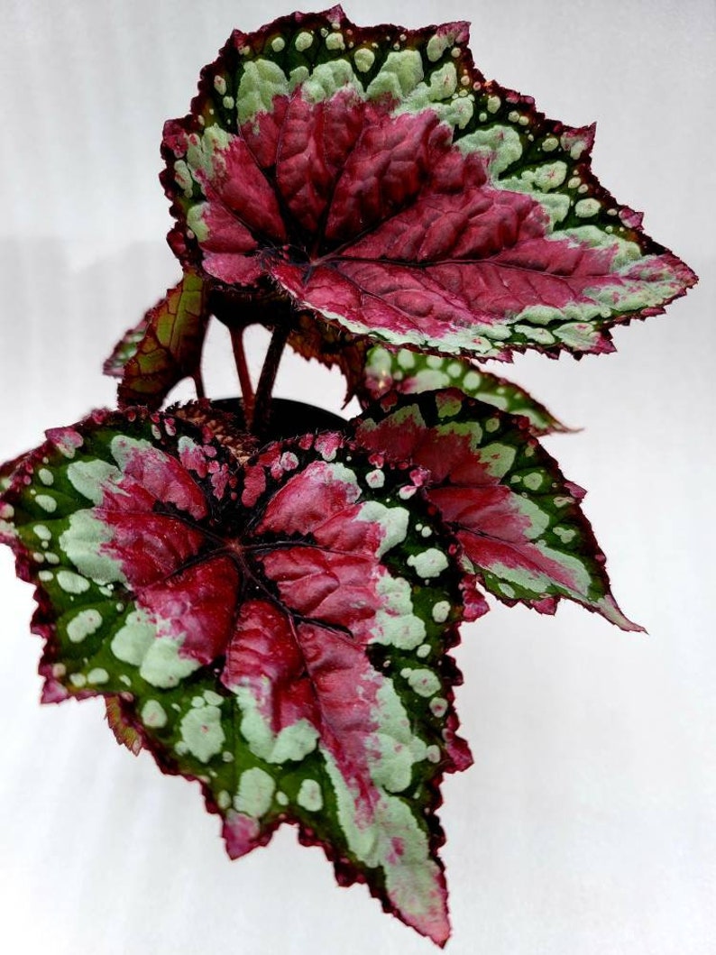 Rex Begonia 'raspberry Splash' BFF Exclusive - Etsy