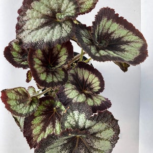 Jurassic™ Rex Begonia 'Silver Swirl' image 6