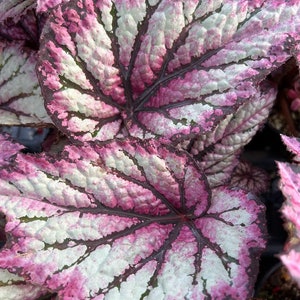 Rex Begonia 'Royal Merlot' image 2