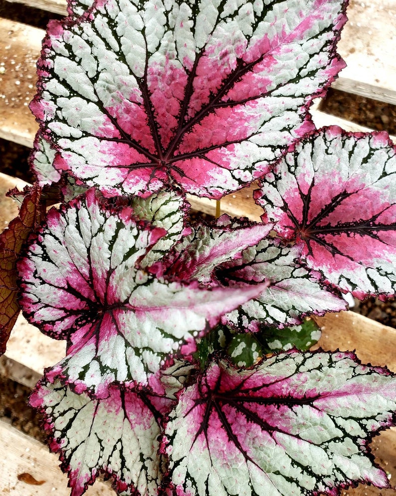 Jurassic™ Rex Begonia ‘pink Splash’ - Etsy