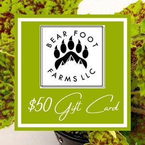 Gift Card Bear Foot Farms Gift Card Begonia Gift Card Plant Gift Card 50.00