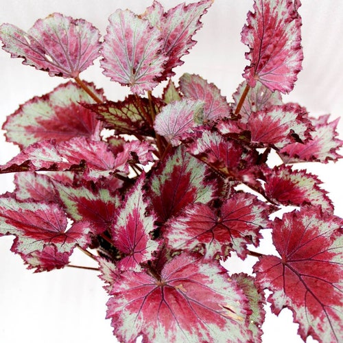 Jurassic™ Rex Begonia ‘pink Splash’ - Etsy