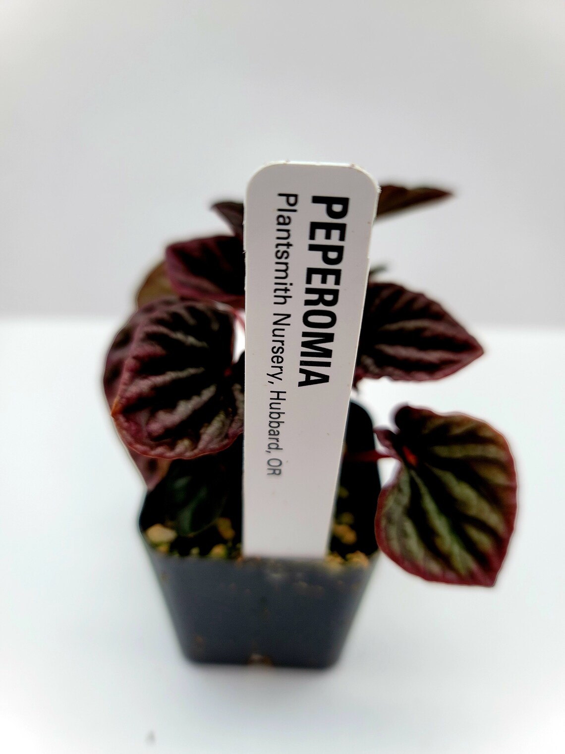 Peperomia 'ruby Ripple' - Etsy