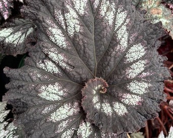 Bégonia Jurassic™ Rex « Silver Swirl »