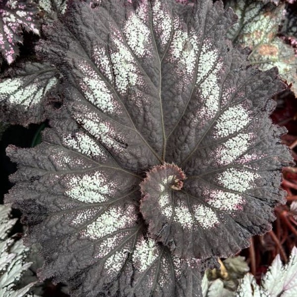 Jurassic™ Rex Begonia 'Silver Swirl'