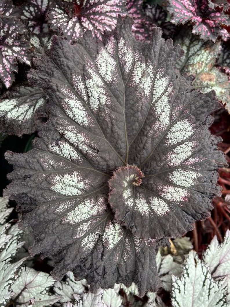 Jurassic™ Rex Begonia 'Silver Swirl' image 1