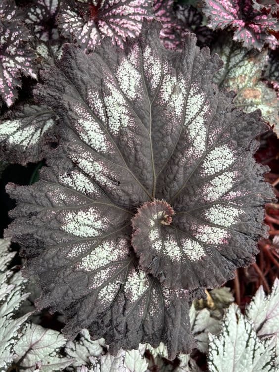 Jurassic™ Rex Begonia 'Silver Swirl'