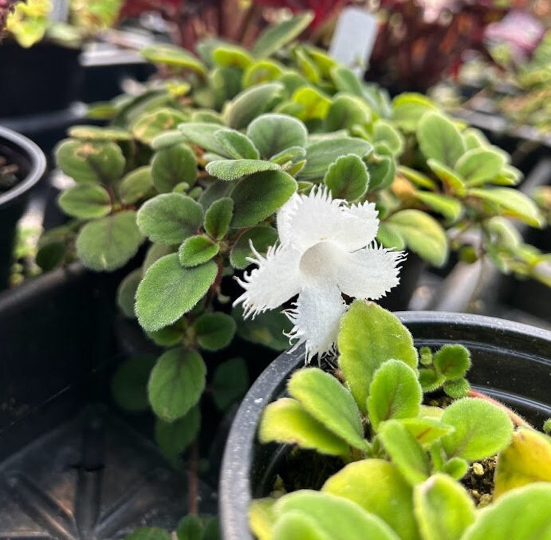 Lace Flower Alsobia Dianthiflora photo