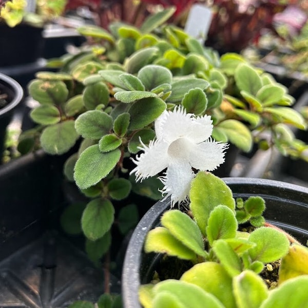 Lace Flower | Alsobia Dianthiflora