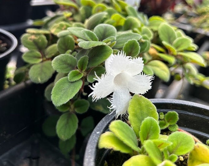 Lace Flower | Alsobia Dianthiflora - Etsy
