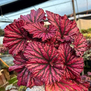 May include: A Rex begonia plant featuring large, heart-shaped leaves with a vibrant magenta and deep red coloration. The foliage displays a prominent, dark, web-like vein pattern across the textured, ruffled surfaces of the leaves.
