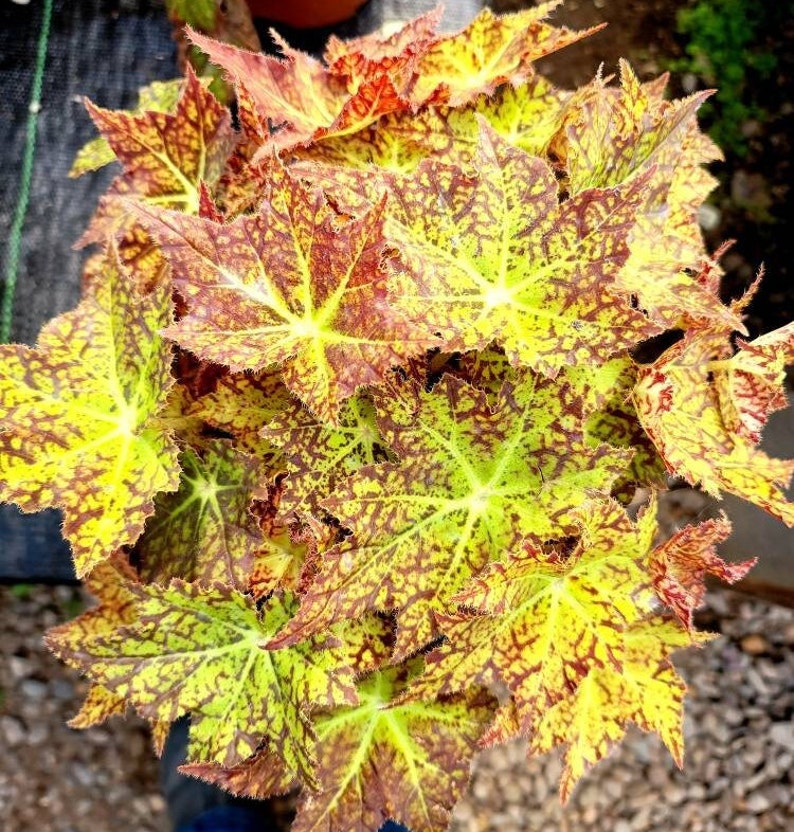 BearFootFarmsLLC Rhizomatous Begonia Starburst - Thumbnail 4