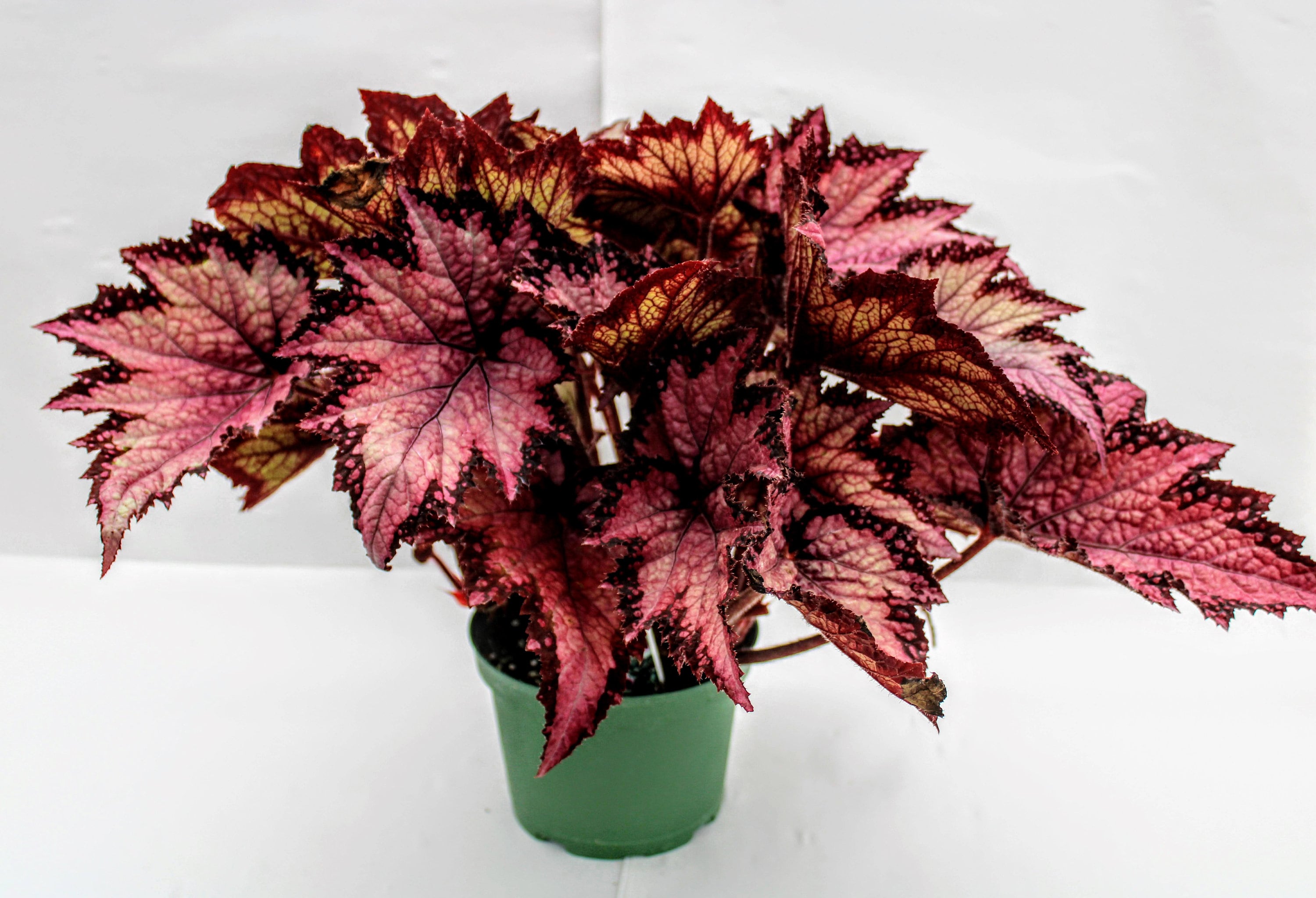Jurassic™ Rex Begonia 'pink Shades' Etsy
